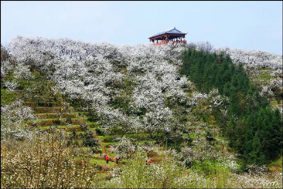 【春天，广西桂林灌阳县向您发出邀请！】我们在灌阳看梨花 - 游山玩水 - 厦门生活社区 - 厦门28生活网 xm.28life.net