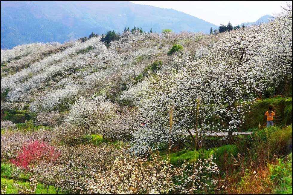 【春天，广西桂林灌阳县向您发出邀请！】我们在灌阳看梨花 - 游山玩水 - 厦门生活社区 - 厦门28生活网 xm.28life.net