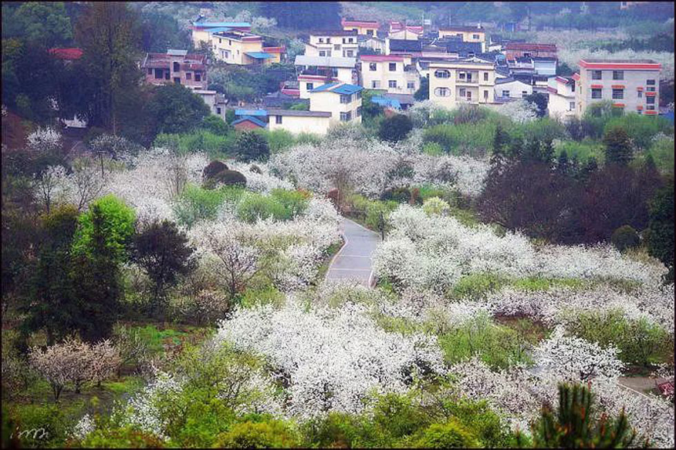 【春天，广西桂林灌阳县向您发出邀请！】我们在灌阳看梨花 - 游山玩水 - 厦门生活社区 - 厦门28生活网 xm.28life.net
