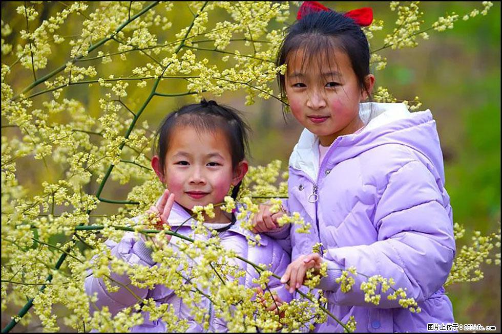 【春天，广西桂林灌阳县向您发出邀请！】米珠山前有片山苍子花在飘香 - 游山玩水 - 厦门生活社区 - 厦门28生活网 xm.28life.net