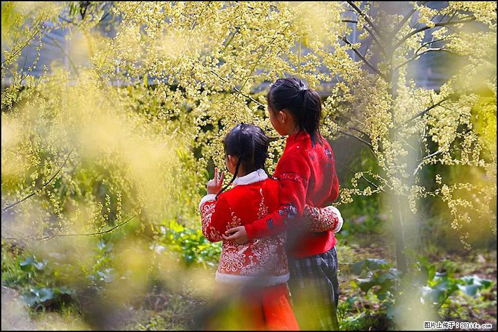 【春天，广西桂林灌阳县向您发出邀请！】米珠山前有片山苍子花在飘香 - 游山玩水 - 厦门生活社区 - 厦门28生活网 xm.28life.net