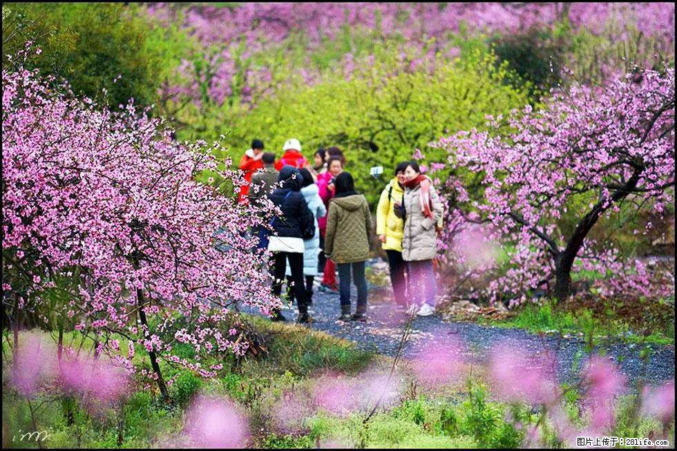 【春天，广西桂林灌阳县向您发出邀请！】官庄村有个醉美的桃花园 - 游山玩水 - 厦门生活社区 - 厦门28生活网 xm.28life.net