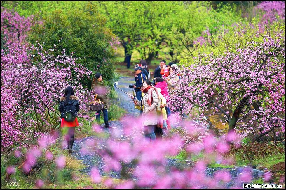【春天，广西桂林灌阳县向您发出邀请！】官庄村有个醉美的桃花园 - 游山玩水 - 厦门生活社区 - 厦门28生活网 xm.28life.net