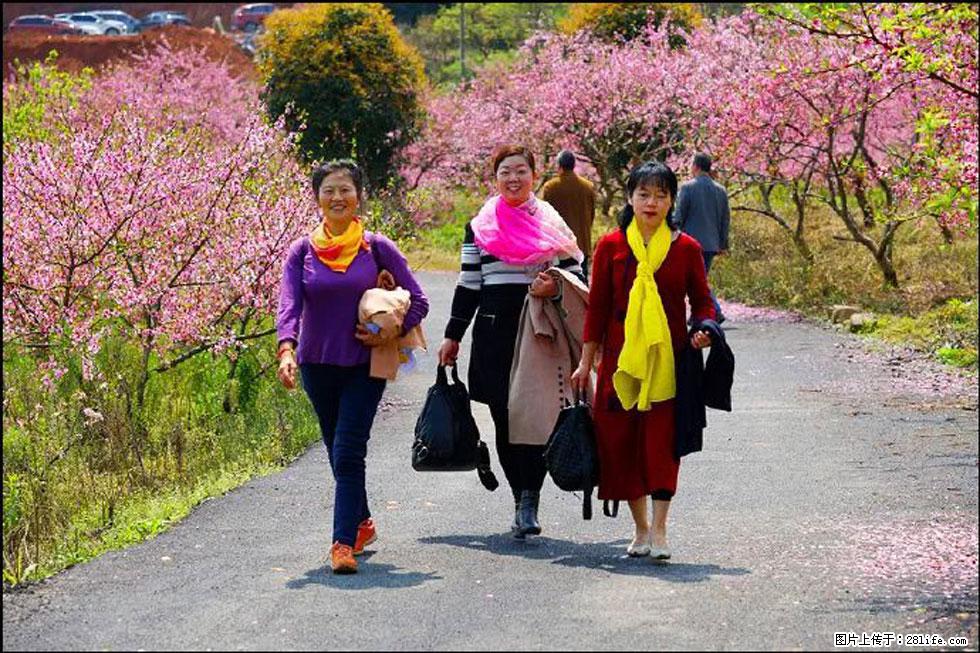 【春天，广西桂林灌阳县向您发出邀请！】官庄村有个醉美的桃花园 - 游山玩水 - 厦门生活社区 - 厦门28生活网 xm.28life.net