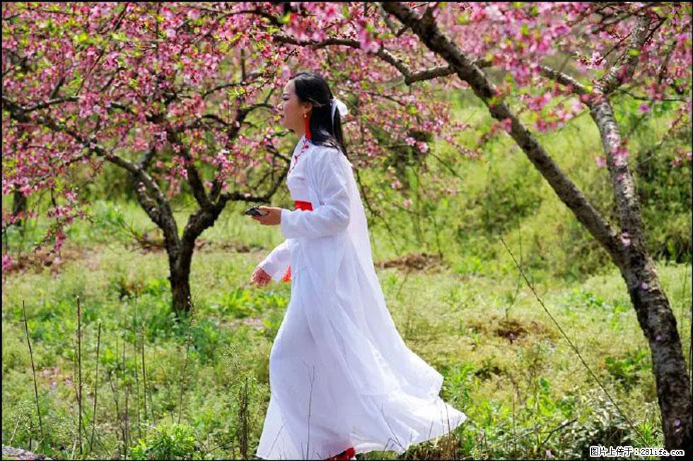 【春天，广西桂林灌阳县向您发出邀请！】官庄村有个醉美的桃花园 - 游山玩水 - 厦门生活社区 - 厦门28生活网 xm.28life.net