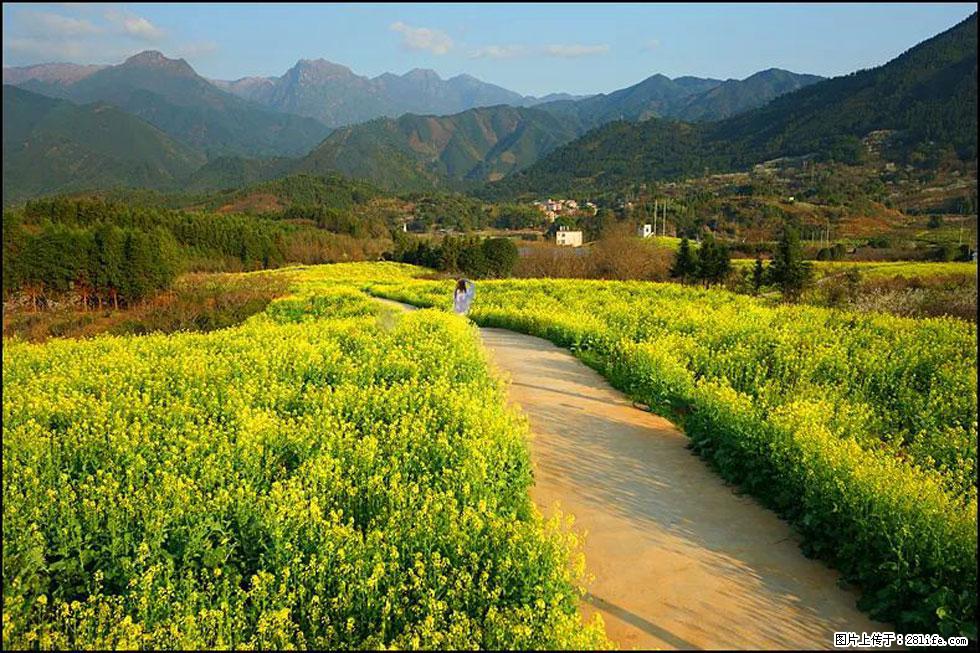 【春天，广西桂林灌阳县向您发出邀请！】长坪村油菜盛情花开 - 游山玩水 - 厦门生活社区 - 厦门28生活网 xm.28life.net