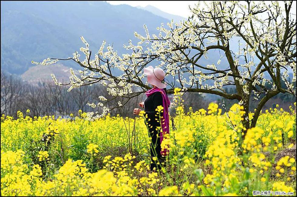 【春天，广西桂林灌阳县向您发出邀请！】长坪村油菜盛情花开 - 游山玩水 - 厦门生活社区 - 厦门28生活网 xm.28life.net