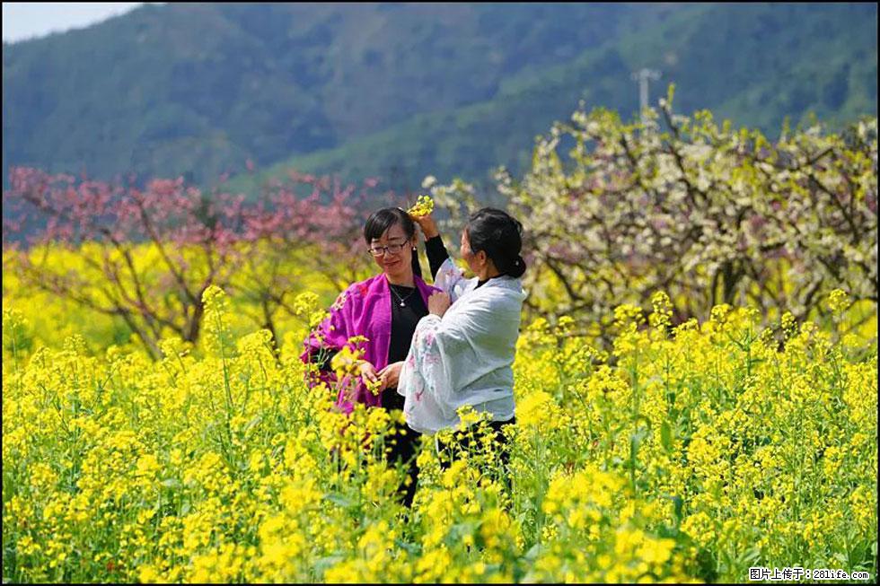 【春天，广西桂林灌阳县向您发出邀请！】长坪村油菜盛情花开 - 游山玩水 - 厦门生活社区 - 厦门28生活网 xm.28life.net