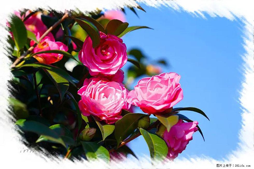 【春天，广西桂林灌阳县向您发出邀请！】杨柳井茶花惹人爱 - 游山玩水 - 厦门生活社区 - 厦门28生活网 xm.28life.net