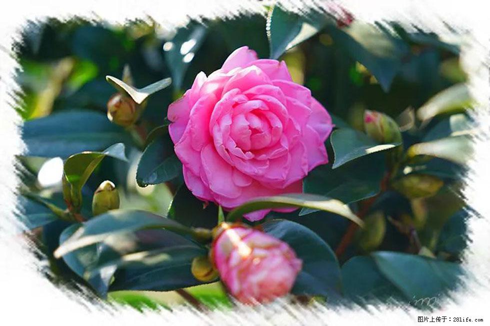 【春天，广西桂林灌阳县向您发出邀请！】杨柳井茶花惹人爱 - 游山玩水 - 厦门生活社区 - 厦门28生活网 xm.28life.net