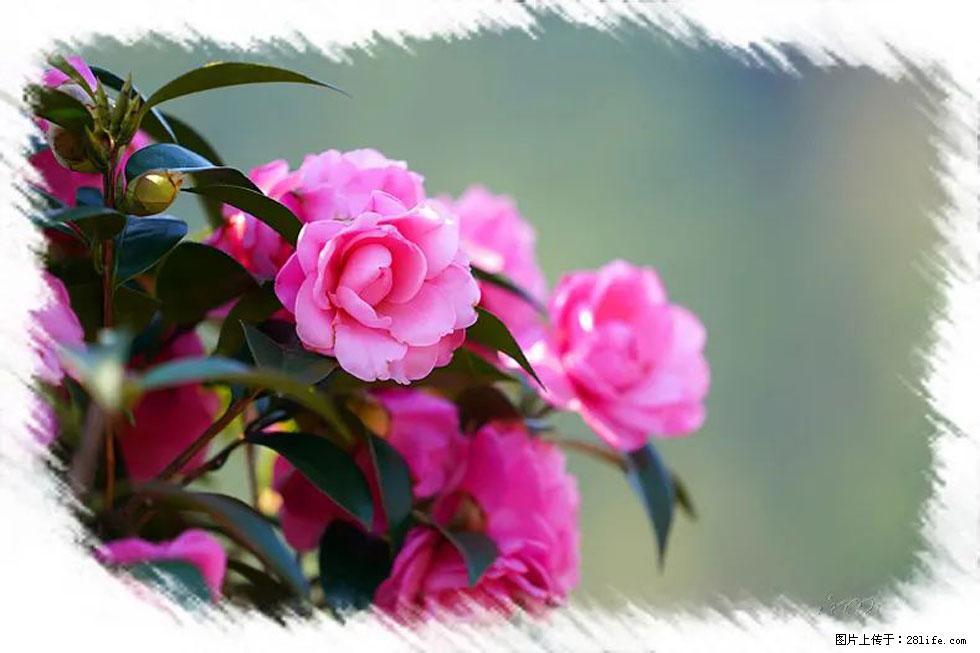 【春天，广西桂林灌阳县向您发出邀请！】杨柳井茶花惹人爱 - 游山玩水 - 厦门生活社区 - 厦门28生活网 xm.28life.net