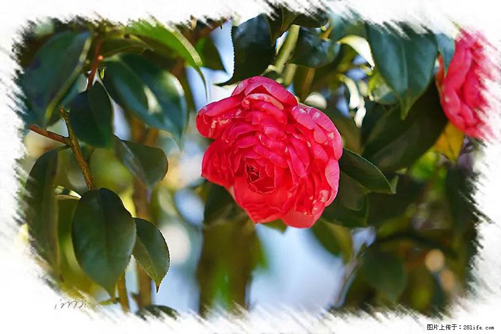 【春天，广西桂林灌阳县向您发出邀请！】杨柳井茶花惹人爱 - 游山玩水 - 厦门生活社区 - 厦门28生活网 xm.28life.net