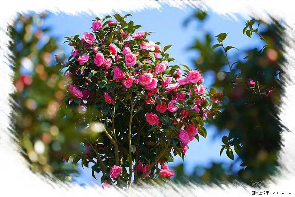【春天，广西桂林灌阳县向您发出邀请！】杨柳井茶花惹人爱 - 游山玩水 - 厦门生活社区 - 厦门28生活网 xm.28life.net