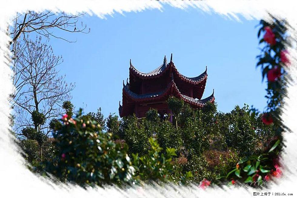 【春天，广西桂林灌阳县向您发出邀请！】杨柳井茶花惹人爱 - 游山玩水 - 厦门生活社区 - 厦门28生活网 xm.28life.net