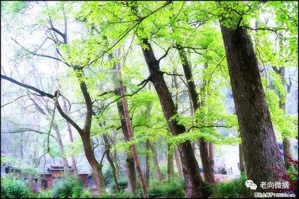 【春天，广西桂林灌阳县向您发出邀请！】在小龙村与春天约会 - 游山玩水 - 厦门生活社区 - 厦门28生活网 xm.28life.net
