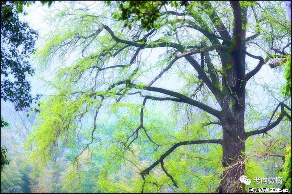 【春天，广西桂林灌阳县向您发出邀请！】在小龙村与春天约会 - 游山玩水 - 厦门生活社区 - 厦门28生活网 xm.28life.net