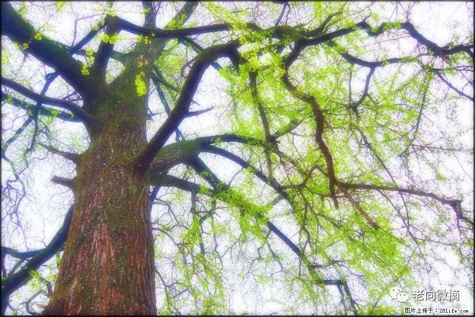 【春天，广西桂林灌阳县向您发出邀请！】在小龙村与春天约会 - 游山玩水 - 厦门生活社区 - 厦门28生活网 xm.28life.net