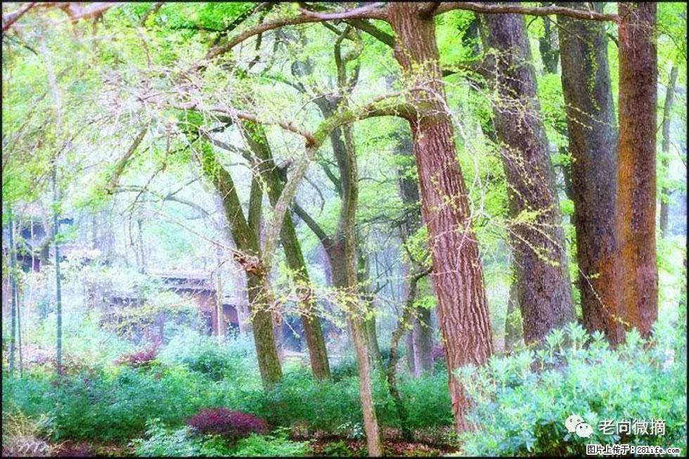 【春天，广西桂林灌阳县向您发出邀请！】在小龙村与春天约会 - 游山玩水 - 厦门生活社区 - 厦门28生活网 xm.28life.net