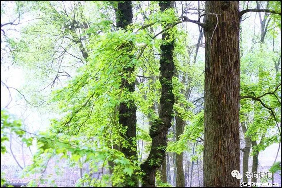 【春天，广西桂林灌阳县向您发出邀请！】在小龙村与春天约会 - 游山玩水 - 厦门生活社区 - 厦门28生活网 xm.28life.net