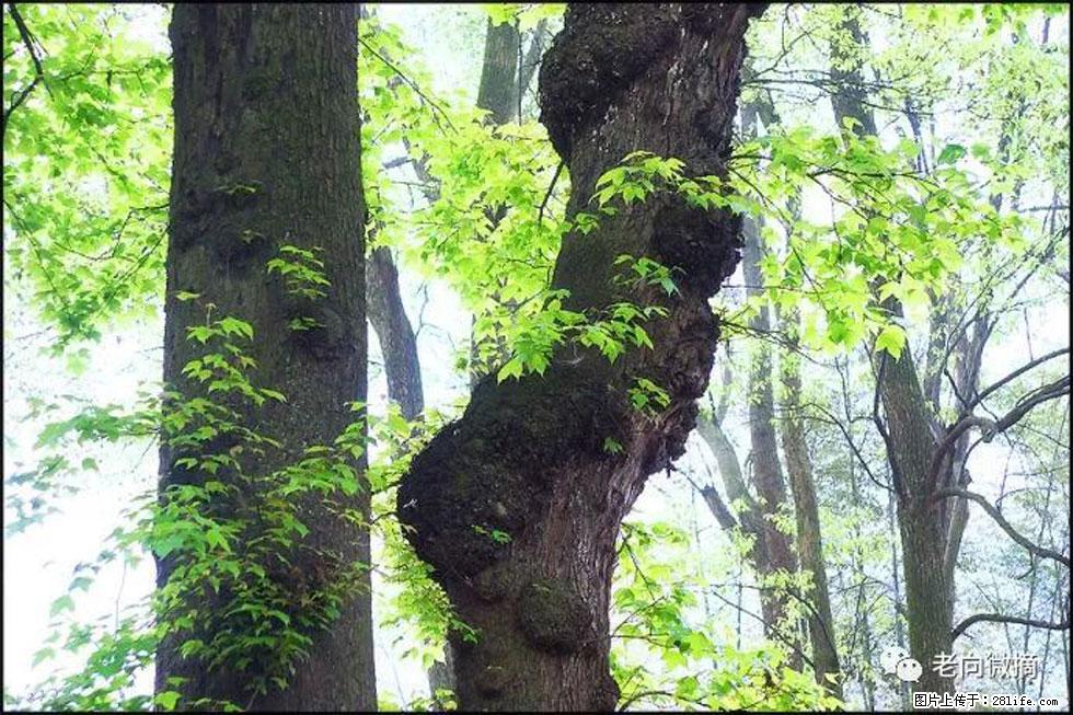 【春天，广西桂林灌阳县向您发出邀请！】在小龙村与春天约会 - 游山玩水 - 厦门生活社区 - 厦门28生活网 xm.28life.net