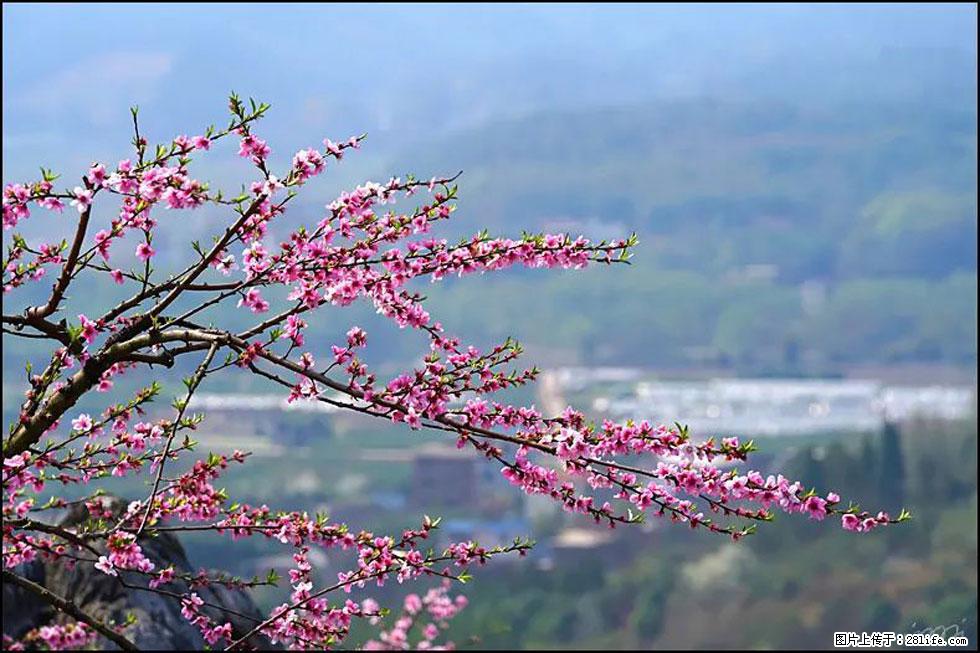 【春天，广西桂林灌阳县向您发出邀请！】望月岭上桃花开 - 游山玩水 - 厦门生活社区 - 厦门28生活网 xm.28life.net