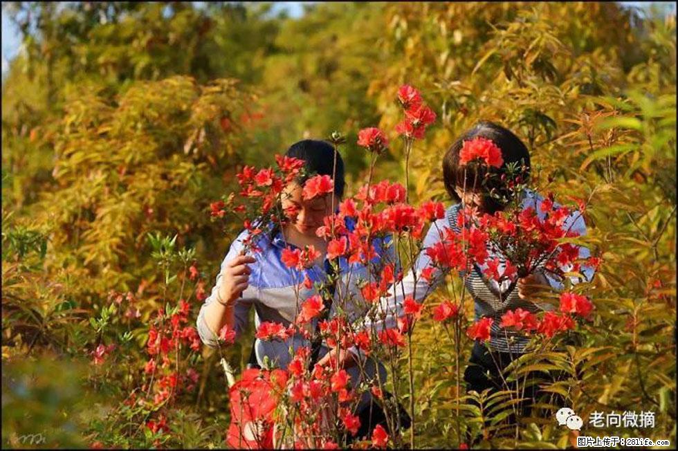 【春天，广西桂林灌阳县向您发出邀请！】登麒麟山，相约映山红 - 游山玩水 - 厦门生活社区 - 厦门28生活网 xm.28life.net