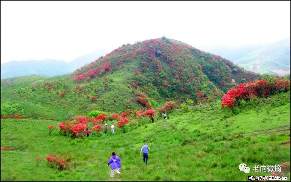 【春天，广西桂林灌阳县向您发出邀请！】宝盖山上映山红 - 游山玩水 - 厦门生活社区 - 厦门28生活网 xm.28life.net