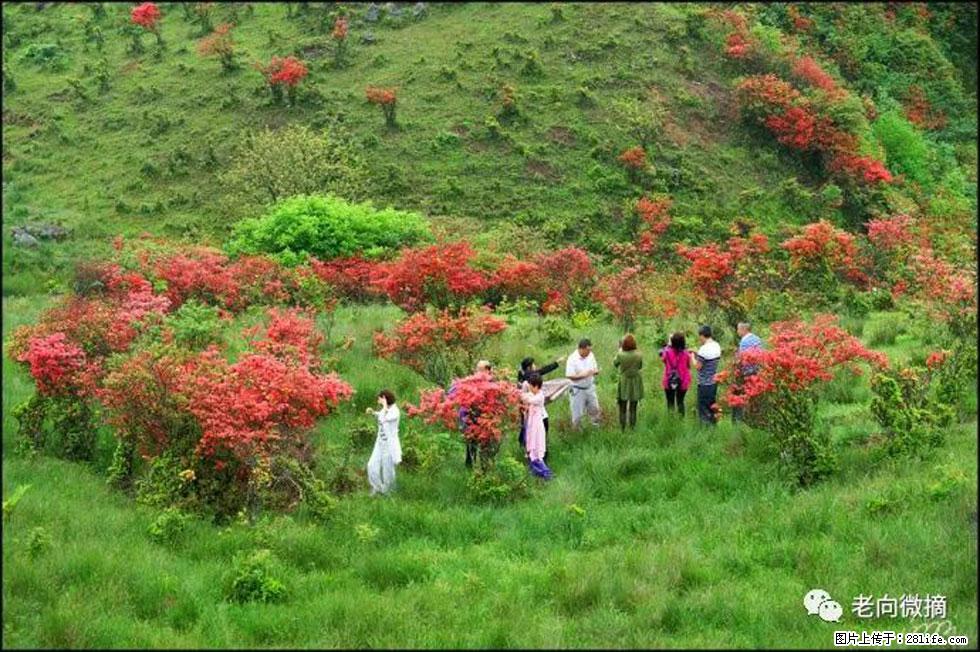 【春天，广西桂林灌阳县向您发出邀请！】宝盖山上映山红 - 游山玩水 - 厦门生活社区 - 厦门28生活网 xm.28life.net