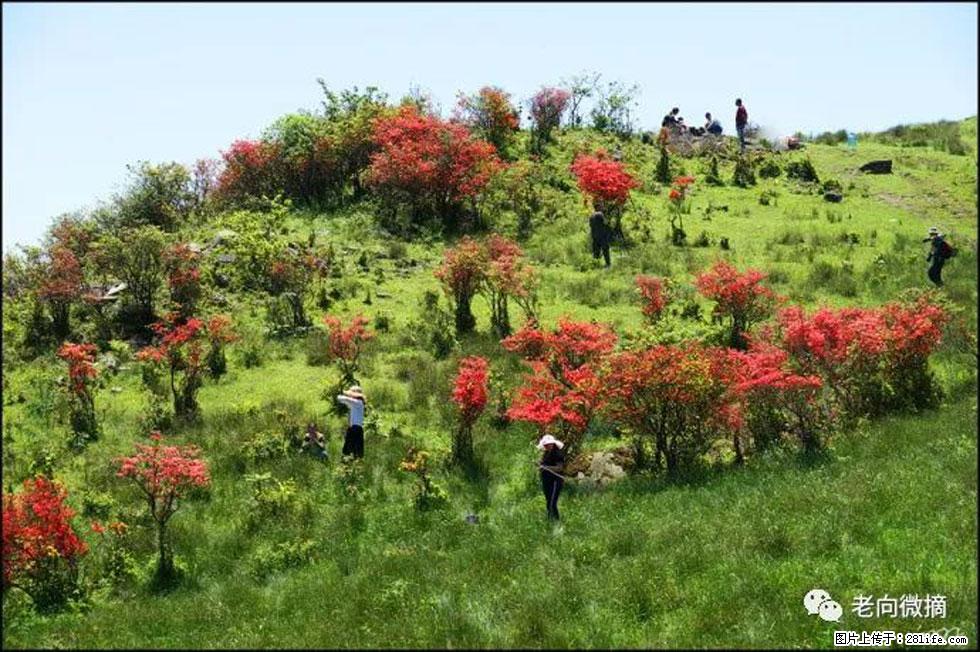 【春天，广西桂林灌阳县向您发出邀请！】宝盖山上映山红 - 游山玩水 - 厦门生活社区 - 厦门28生活网 xm.28life.net