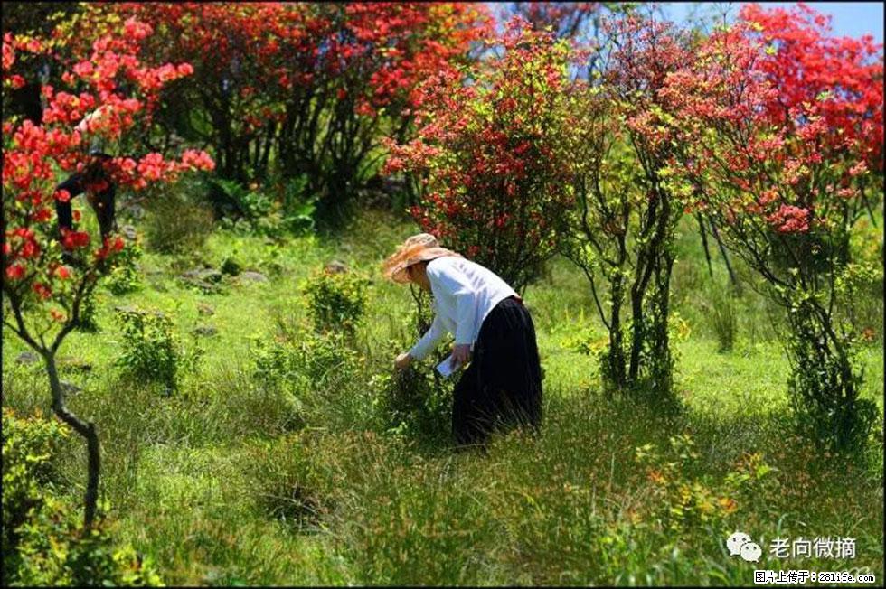 【春天，广西桂林灌阳县向您发出邀请！】宝盖山上映山红 - 游山玩水 - 厦门生活社区 - 厦门28生活网 xm.28life.net