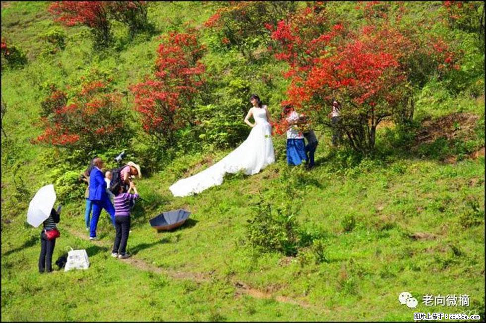 【春天，广西桂林灌阳县向您发出邀请！】宝盖山上映山红 - 游山玩水 - 厦门生活社区 - 厦门28生活网 xm.28life.net