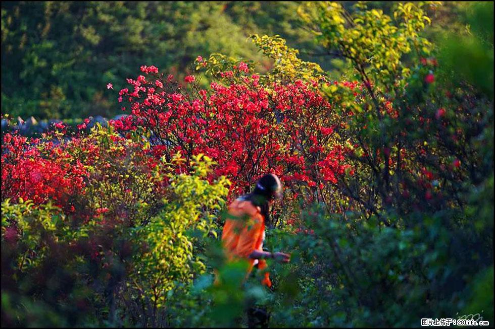 【春天，广西桂林灌阳县向您发出邀请！】春木界上映山红 - 游山玩水 - 厦门生活社区 - 厦门28生活网 xm.28life.net