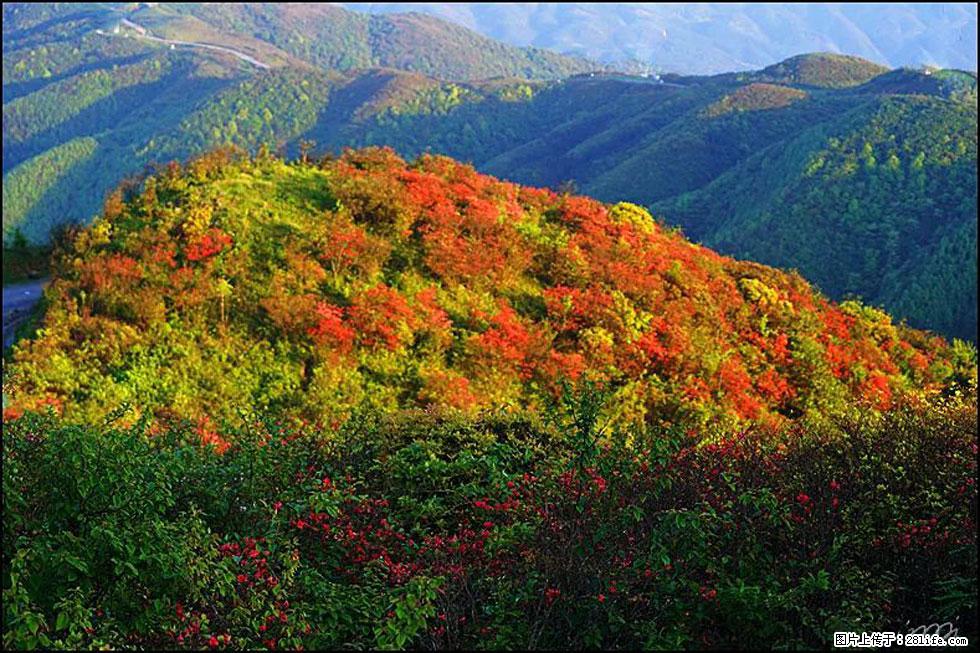 【春天，广西桂林灌阳县向您发出邀请！】春木界上映山红 - 游山玩水 - 厦门生活社区 - 厦门28生活网 xm.28life.net