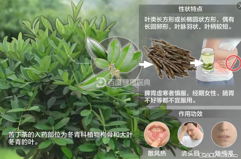 苦丁茶有哪些功效和作用 - 生活百科 - 厦门生活社区 - 厦门28生活网 xm.28life.net