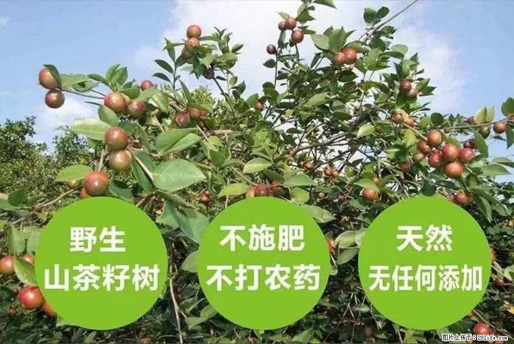 【灌阳县油茶产业示范区】一个有着充实的精神生活的人，对待身外之物自会有一种淡泊的态度 - 美食天地 - 厦门生活社区 - 厦门28生活网 xm.28life.net