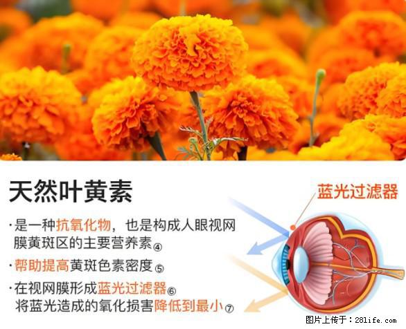 叶黄素有什么功效和作用 - 生活百科 - 厦门生活社区 - 厦门28生活网 xm.28life.net
