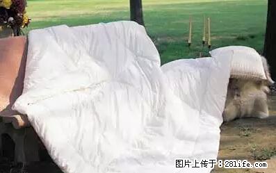 被子有异味？只要这样做，比晒太阳还强100倍！ - 家居生活 - 厦门生活社区 - 厦门28生活网 xm.28life.net
