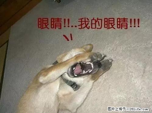 笑癫了！一女的怀孕三年未生，他终于忍不住了... - 娱乐八卦 - 厦门生活社区 - 厦门28生活网 xm.28life.net