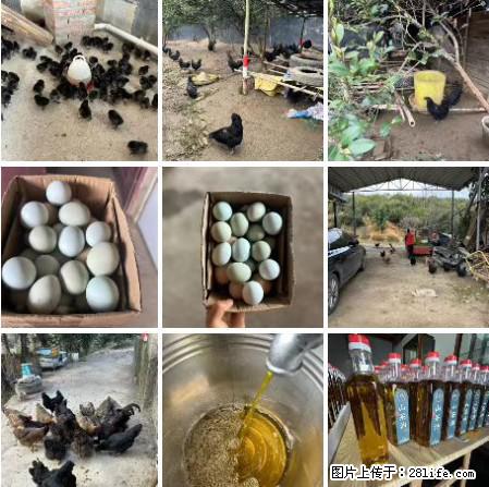 油茶园从小鸡仔开始养起的纯土鸡、土鸡蛋可以预定啦！还有前几天刚榨的纯山茶油哦 - 土特产 - 饮食特产 - 厦门分类信息 - 厦门28生活网 xm.28life.net