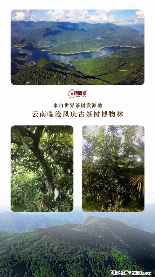 时间果百年古树2025年春红茶 - 购物交流 - 厦门生活社区 - 厦门28生活网 xm.28life.net