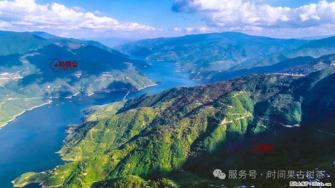 时间果百年古树龙珠普洱生茶 - 购物交流 - 厦门生活社区 - 厦门28生活网 xm.28life.net