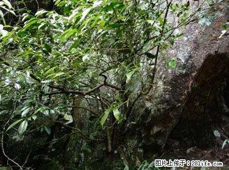 平乐石崖茶，珍贵仅次于金花茶 - 厦门生活资讯 - 厦门28生活网 xm.28life.net