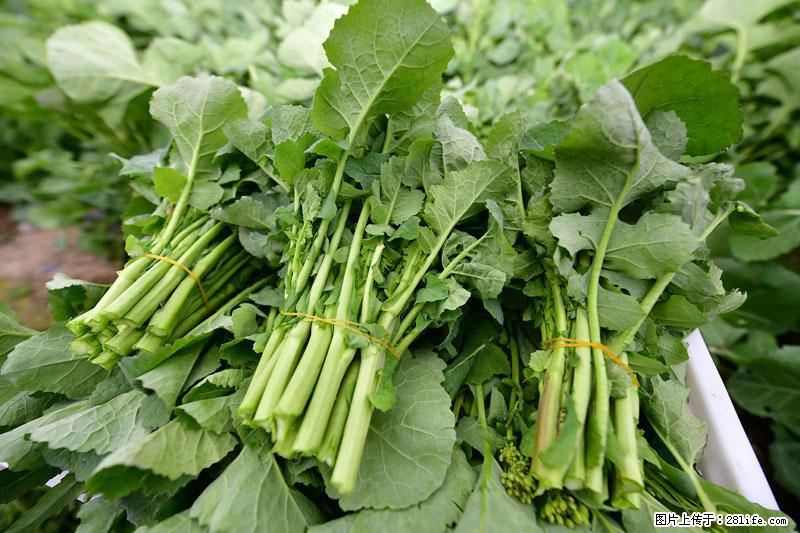 这些蔬菜是“天然钙片”，这6种被医生重点推荐 - 厦门生活资讯 - 厦门28生活网 xm.28life.net